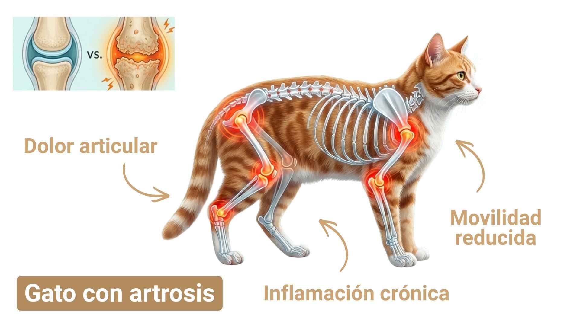 Gato con artrosis